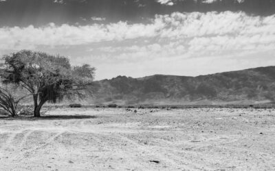 The Birth of Edom: Through the Lens of History and Archaeology